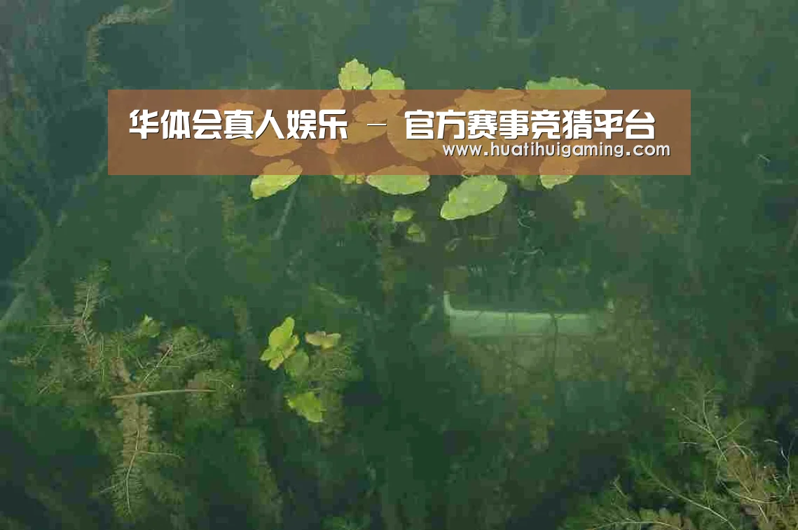 案例展示三